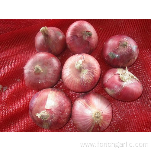 Fresh Red Onion In High Quality